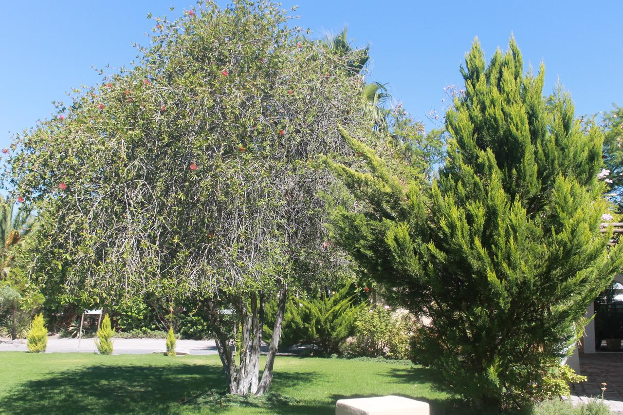 Garden Corner Guesthouse Beaufort West Exterior photo